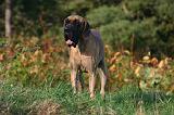 DOGUE ALLEMAND 869